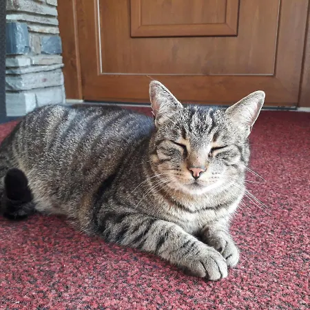 Fruehstueckspension - Viktoria Flasch Penzion Wagrain