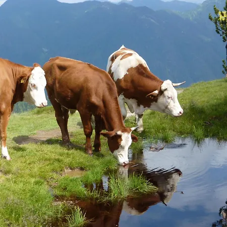 Fruehstueckspension - Viktoria Flasch 3*