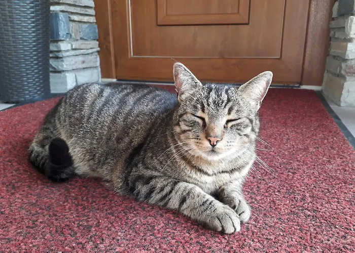 Fruehstueckspension - Viktoria Flasch ゲストハウス ヴァークライン