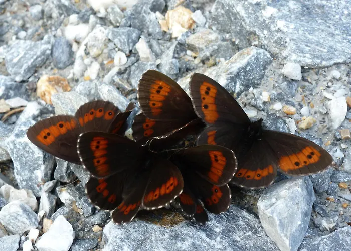 Fruehstueckspension - Viktoria Flasch 3*